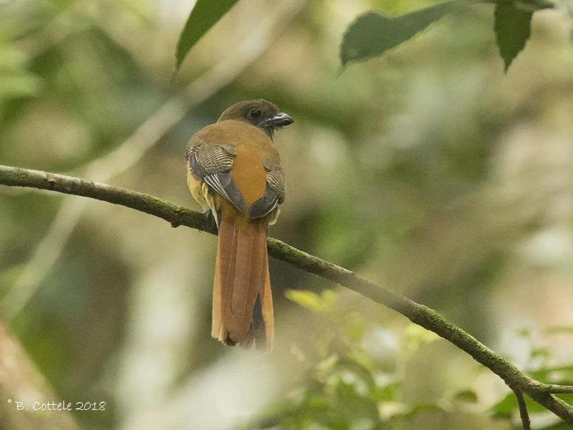 Malabartrogon - Malabar Trogon - Harpactes fasciatus