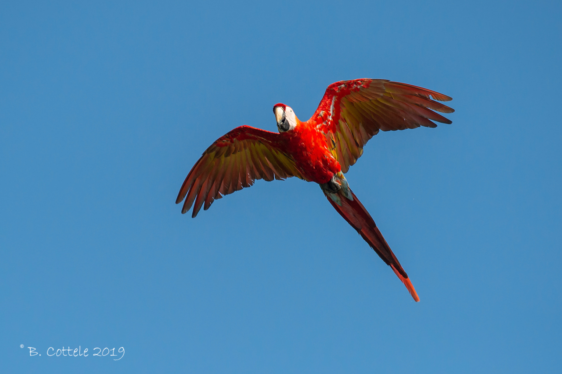 Geelvleugelara - Scarlet Macaw - Ara macao