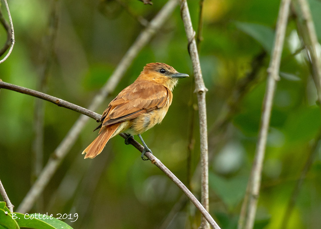 Kaneelbekarde - Cinnamon Becard - Pachyramphus cinnamomeus