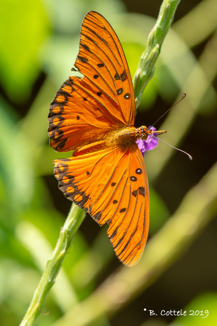 Gulf Fritillary - Agraulis vanillae 