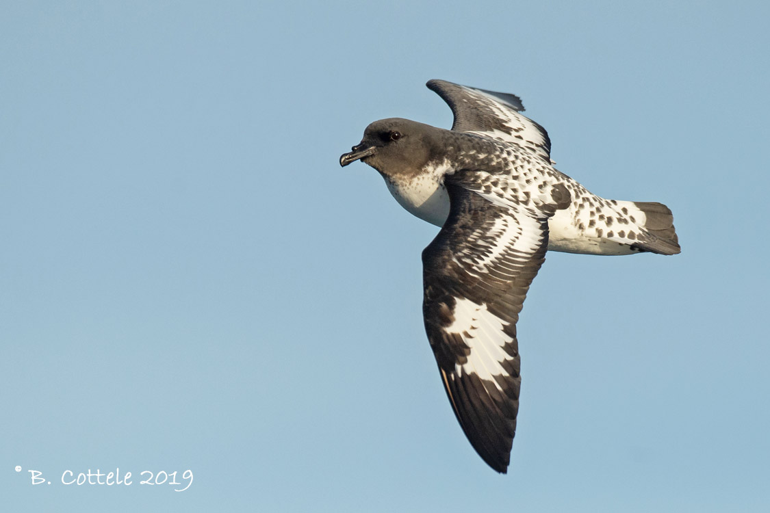 Kaapse Stormvogel - Cape Petrel - Daption capense 