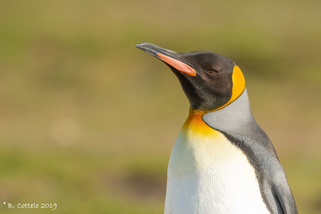 Koningspingun - King Penguin - Aptenodytes patagonicus