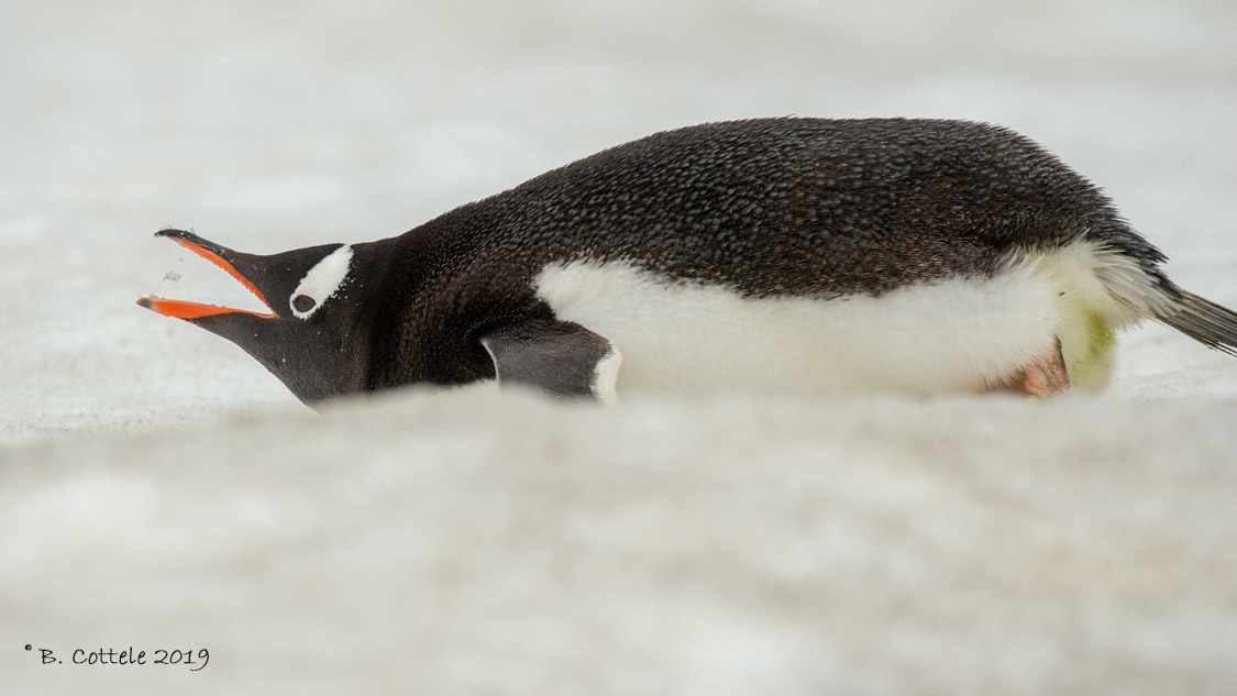 Ezelspingun - Gentoo Penguin - Pygoscelis papua