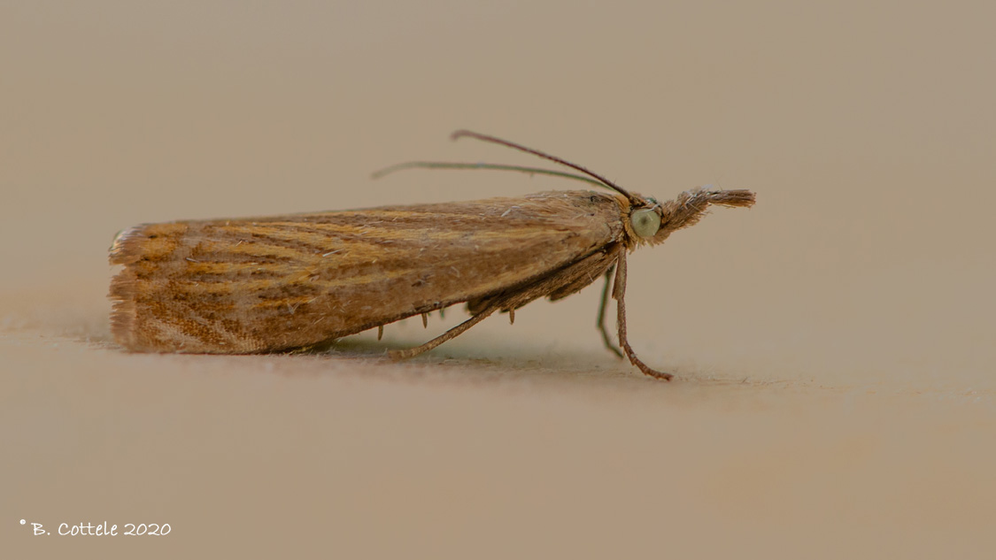 Gewone grasmot -  Garden grass-veneer - Chrysoteuchia culmella