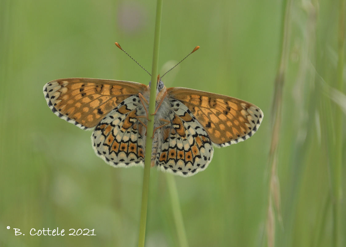 Veldparelmoervlinder - Glanville fritillary - Melitaea cinxia