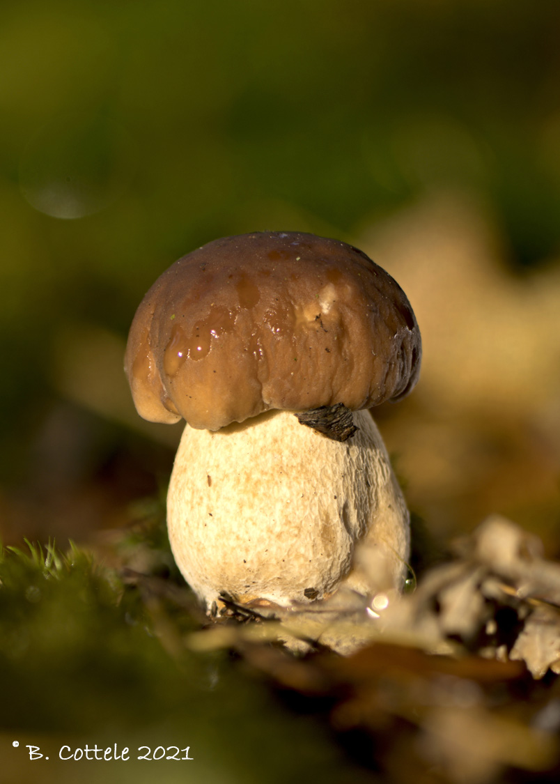 Gewoon eekhoorntjesbrood - Cep - Boletus edulis