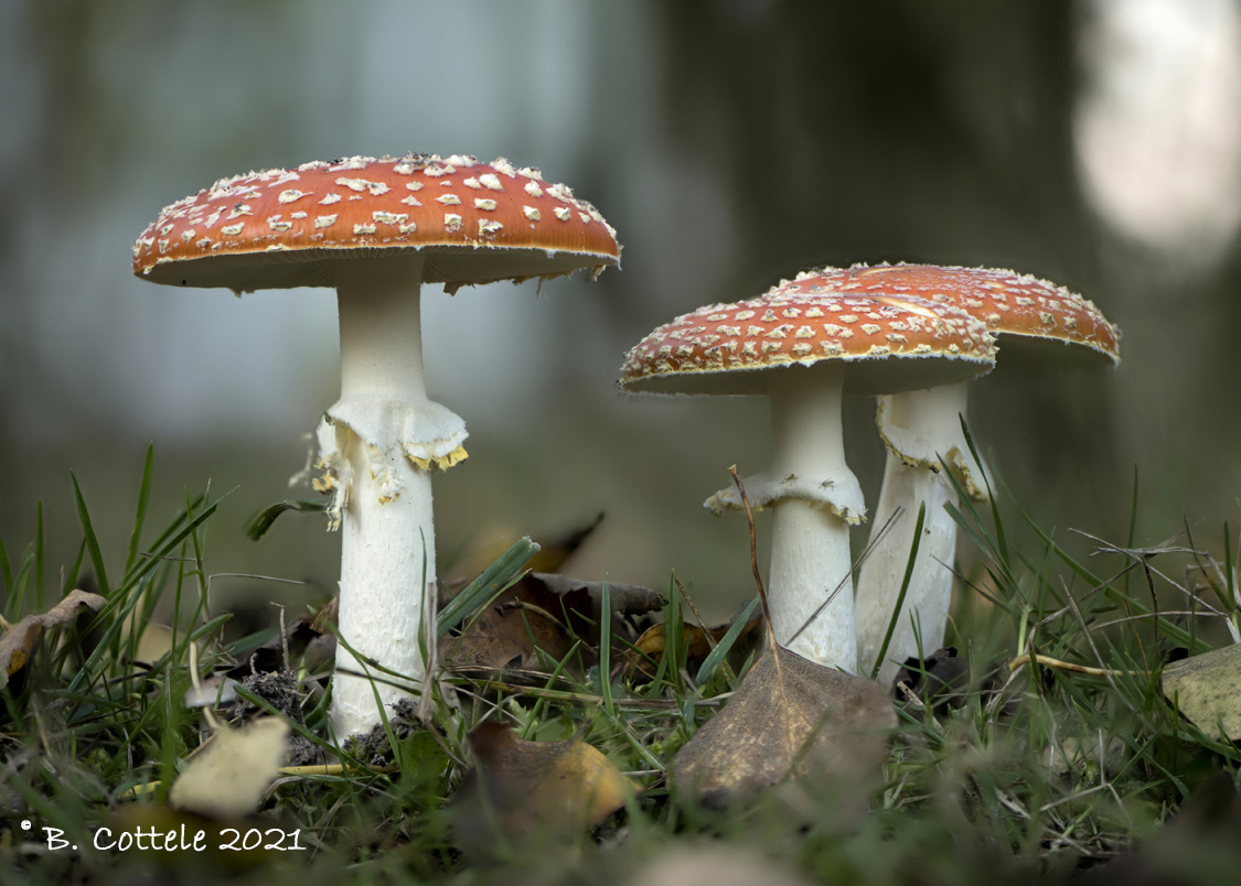 Vliegenzwam - Fly agaric - Amanita muscaria