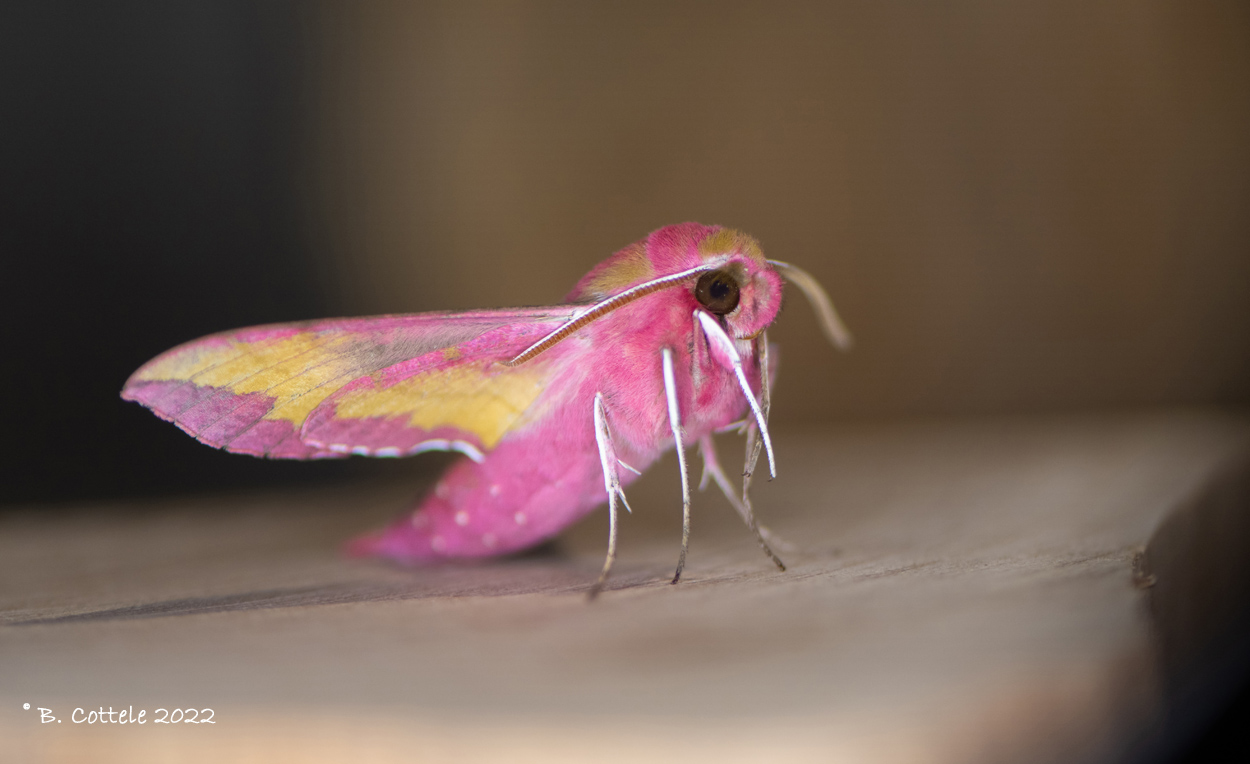 Klein avondrood - Small elephant hawk-moth - Deilephila porcellus