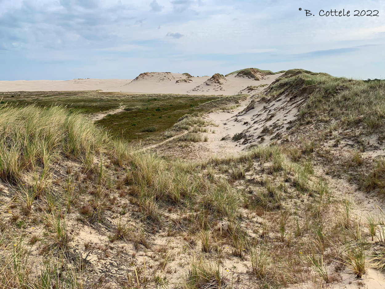 Duinen - Dunes