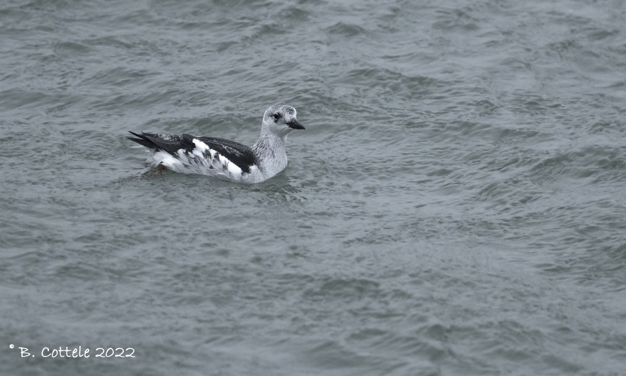 Zwarte zeekoet - Black guillemot - Cepphus grylle