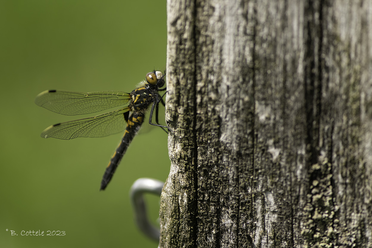 Noordse witsnuitlibel - Northern white-faced darter - Leucorrhinia rubicunda