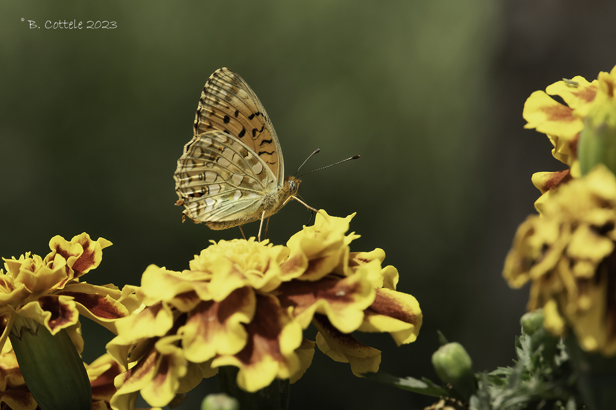 Bosrandparelmoervlinder - High brown fritillary - Fabriciana adippe