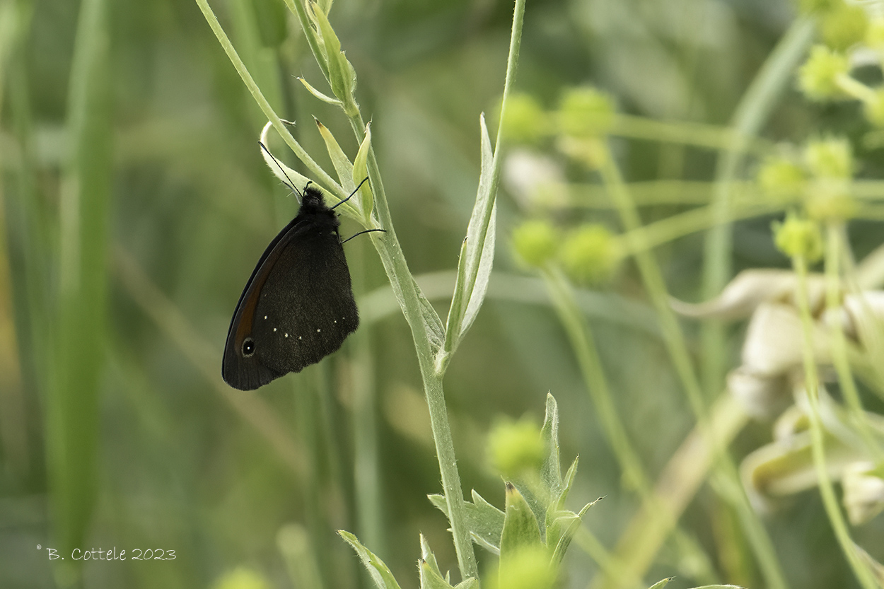 Erebia spec 