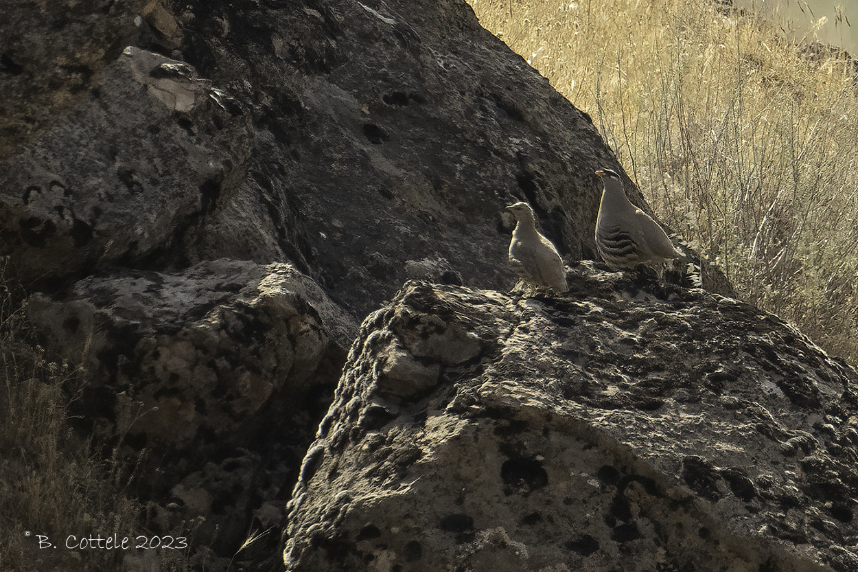 Perzische woestijnpatrijs - See-see partridge - Ammoperdix griseogularis