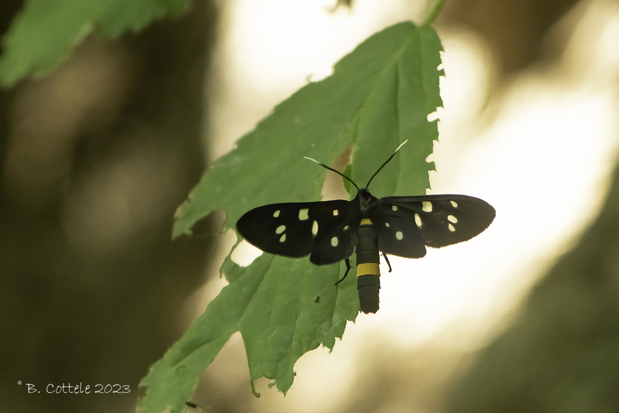 Phegeavlinder - Nine-spotted moth - Amata phegea