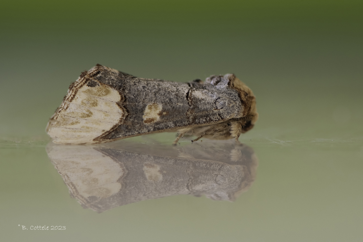 Wapendrager - Buff-tip - Phalera bucephala