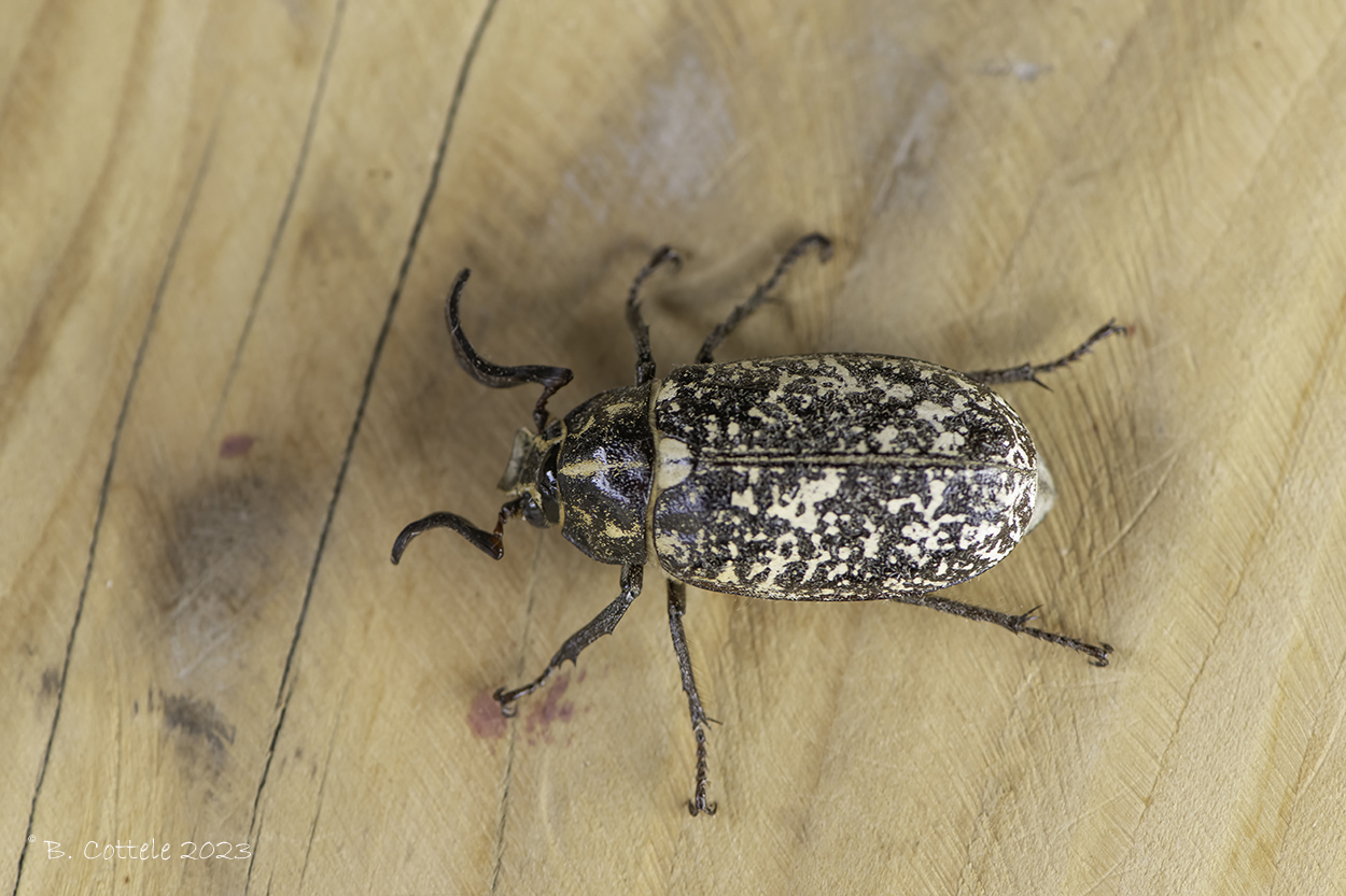 Julikever - Pine chafer - Polyphylla fullo