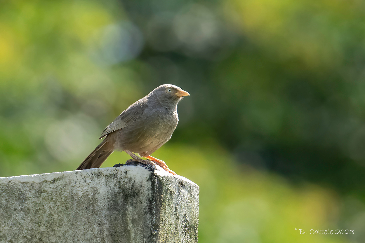 Geelsnavelbabbelaar - Yellow-billed babbler - Argya affinis