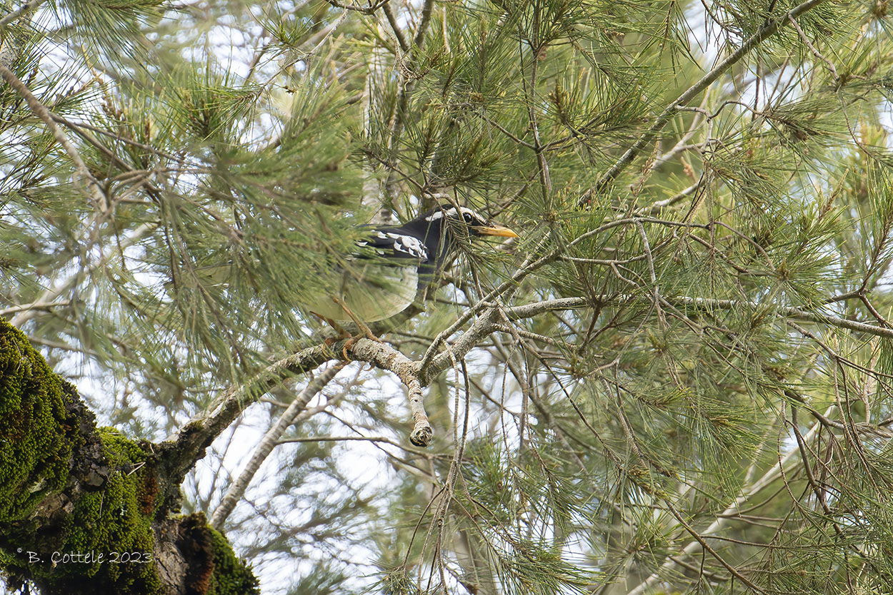 Eksterlijster - Pied thrush - Geokichla wardii