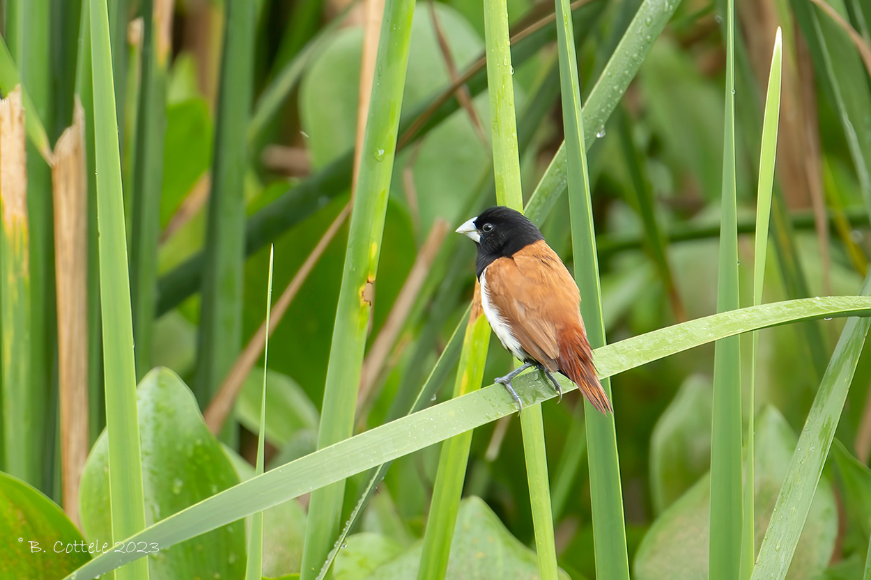 Driekleurennon - Tricoloured munia - Lonchura malacca