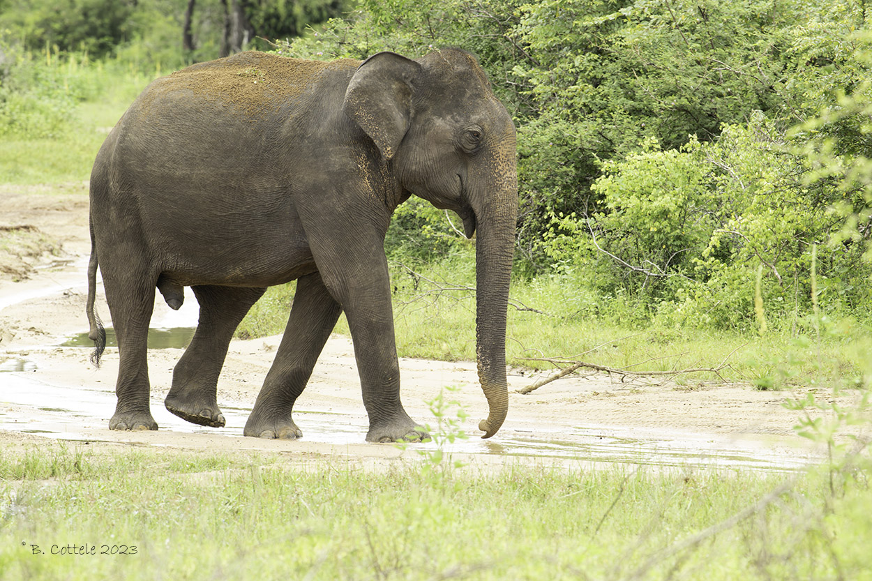Sri lankaanse olifant - Sri Lanan elephant - Elephas maximus maximus