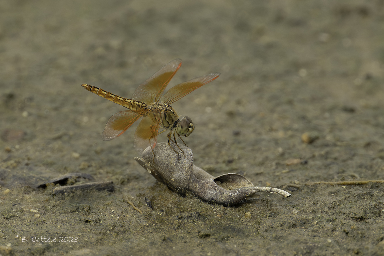 Ditch jewel - Brachythemis contaminata