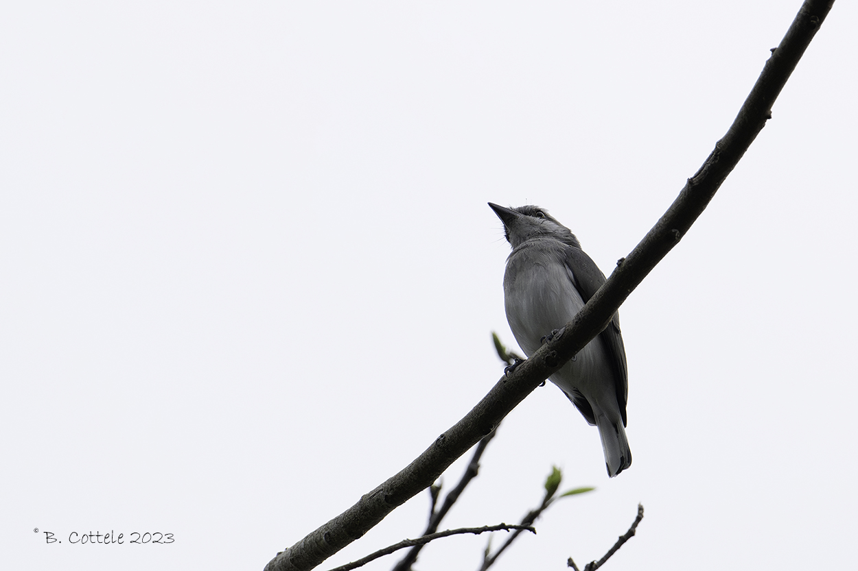 Ceylonrupsklauwier - Sri lanka woodshrike - Tephrodornis affinis