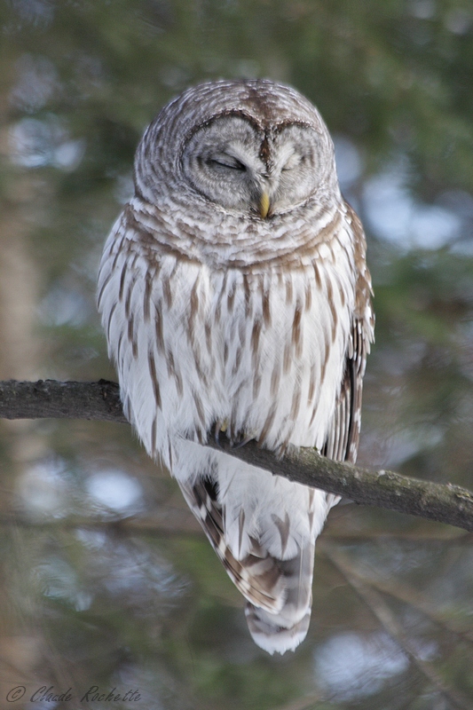 Chouette rayée / Barred Owl
