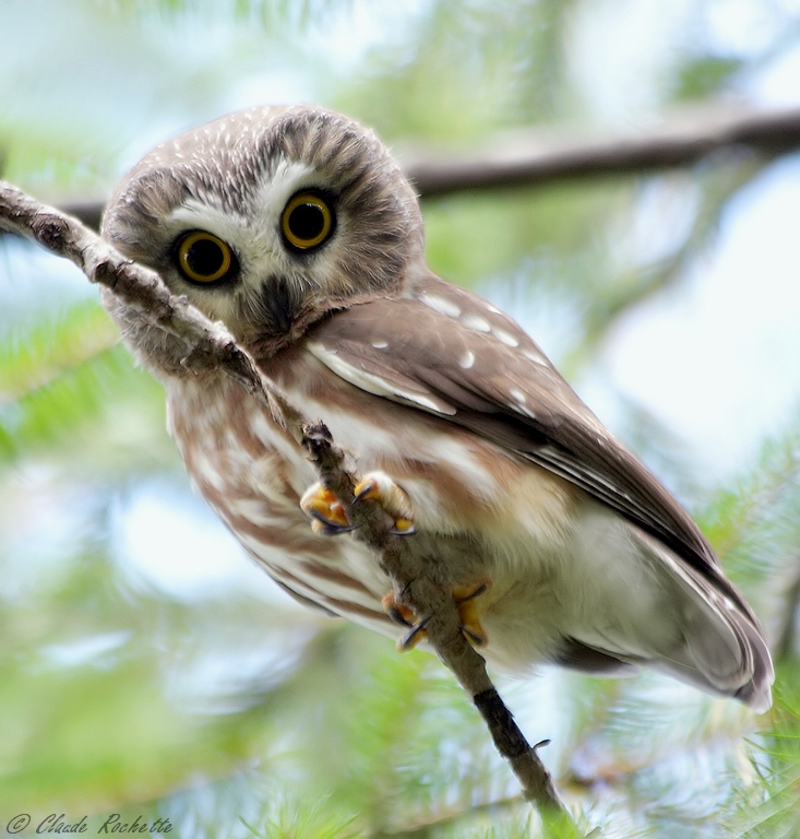 Petite nyctale / Northern Saw-whet Owl