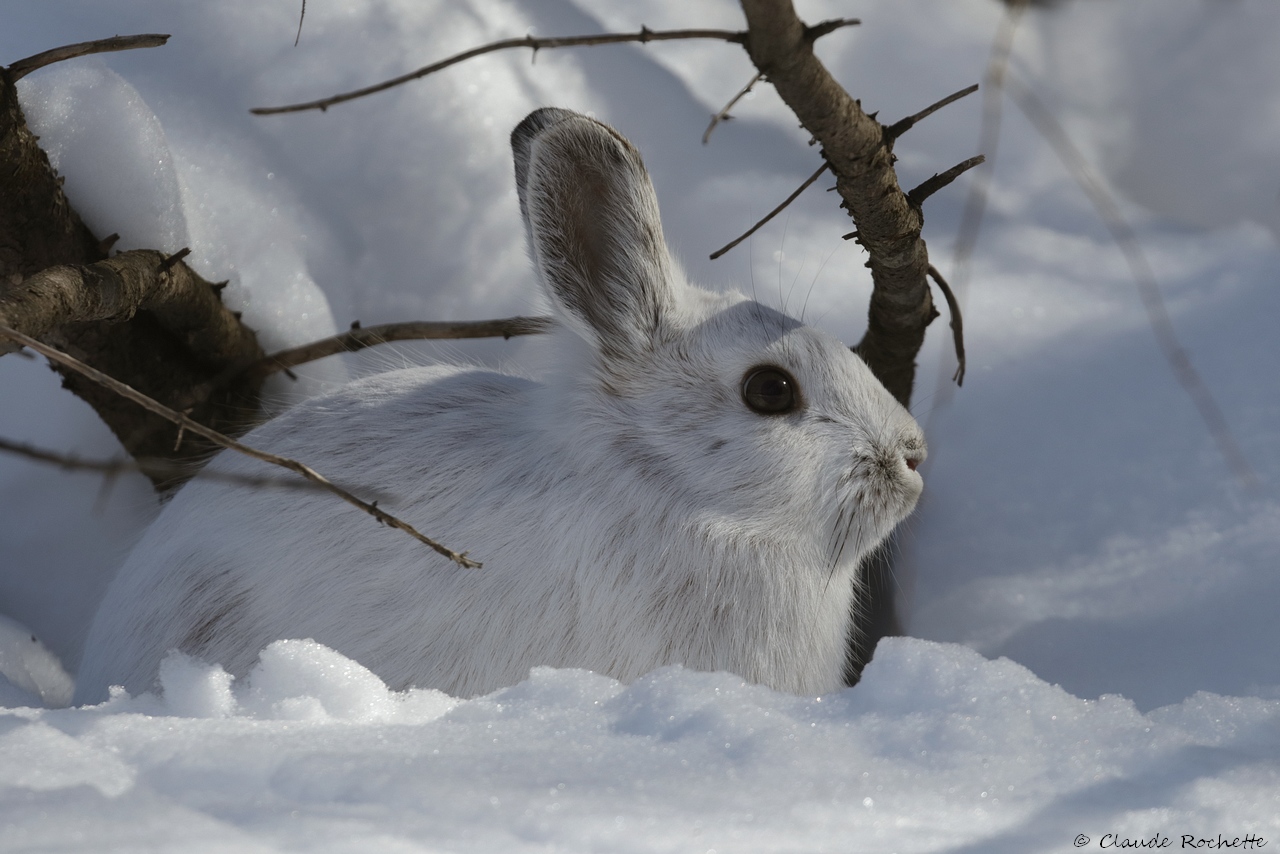 Lièvre dAmérique / Snowshoe Hare