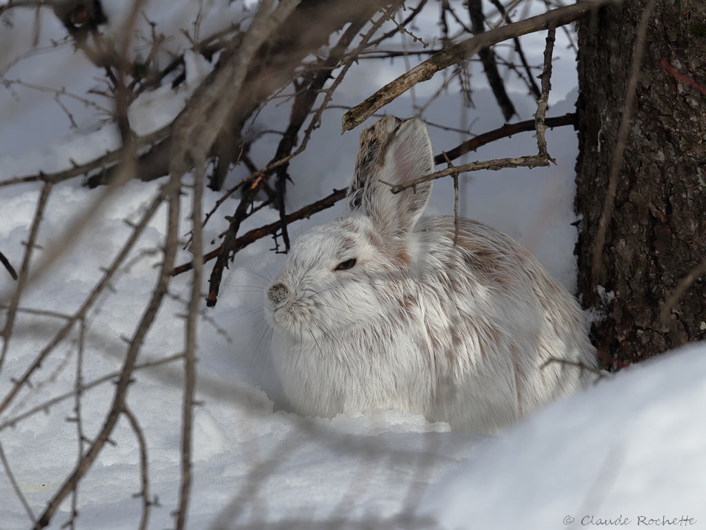 Lièvre dAmérique / Snowshoe Hare