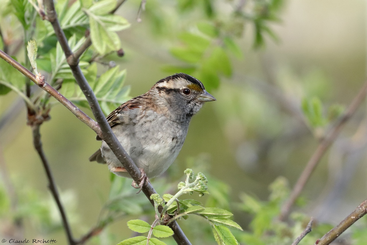 Bruant  gorge blanche / White-throated Sparrow