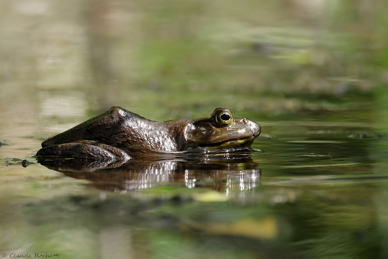 Ouaouaron /  Bullfrog