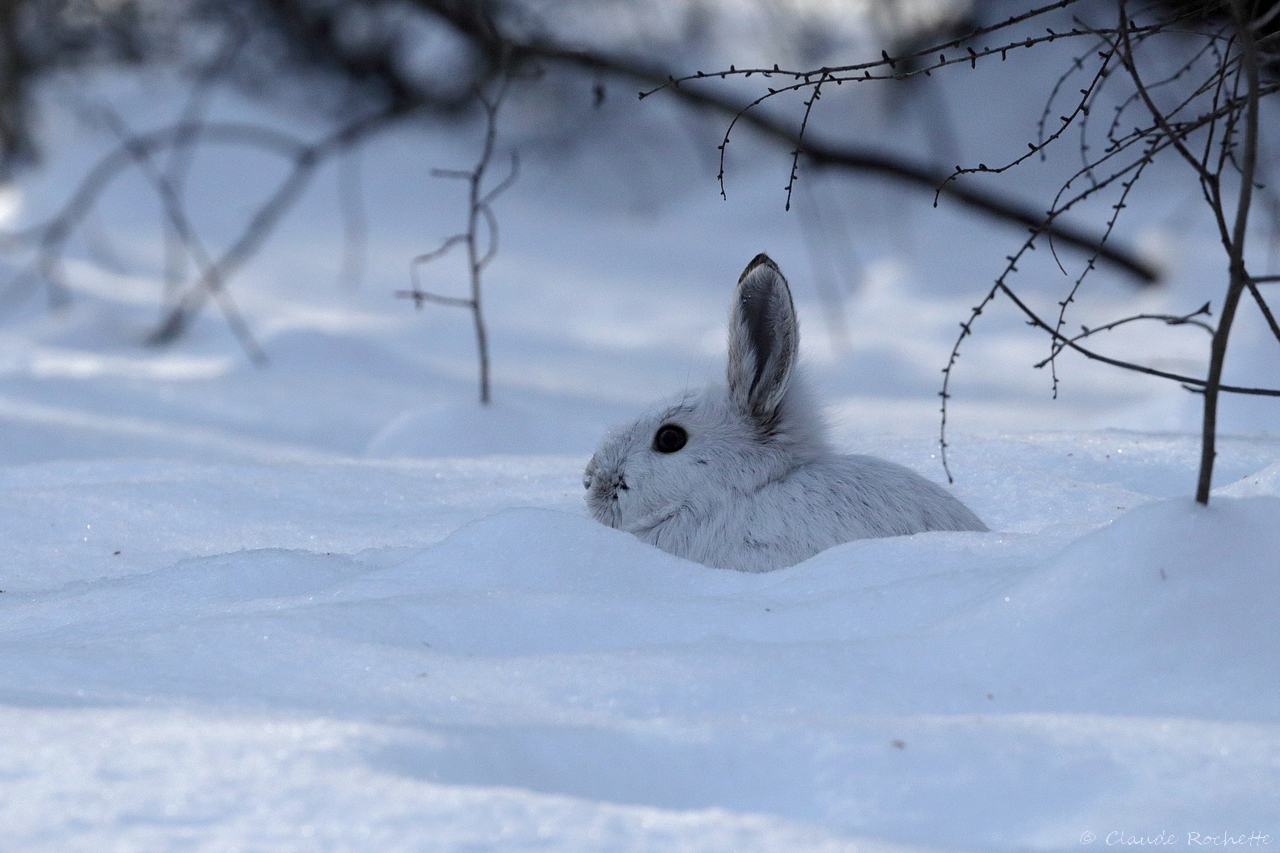 Lièvre dAmérique / Snowshoe Hare