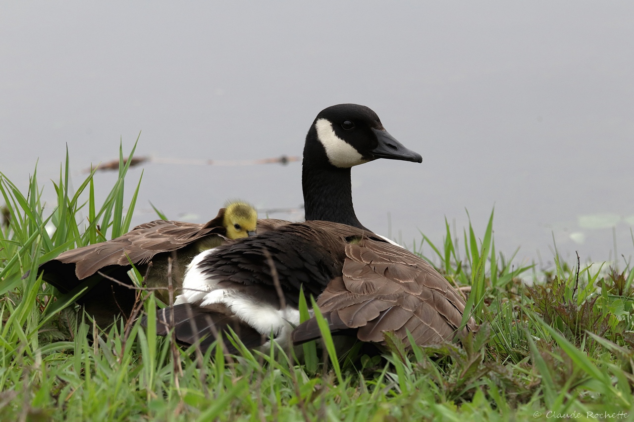 Bernache du Canada / Canada Goose