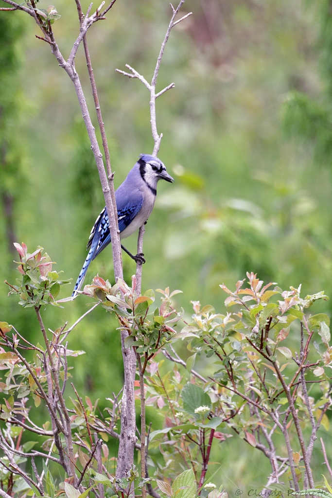 Geai bleu / Blue Jay
