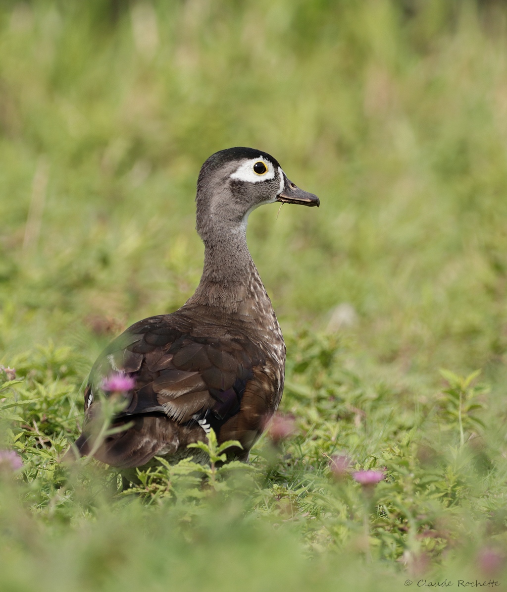 Canard branchu / Wood Duck