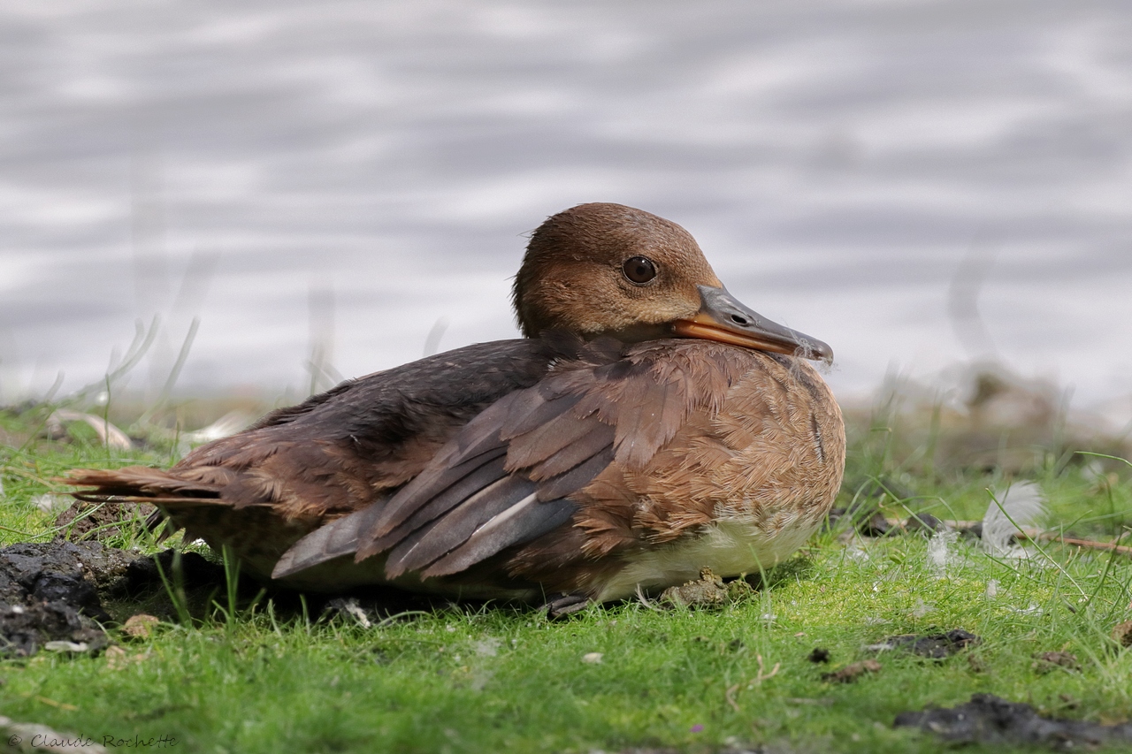 Harle couronn / Hooded Merganser