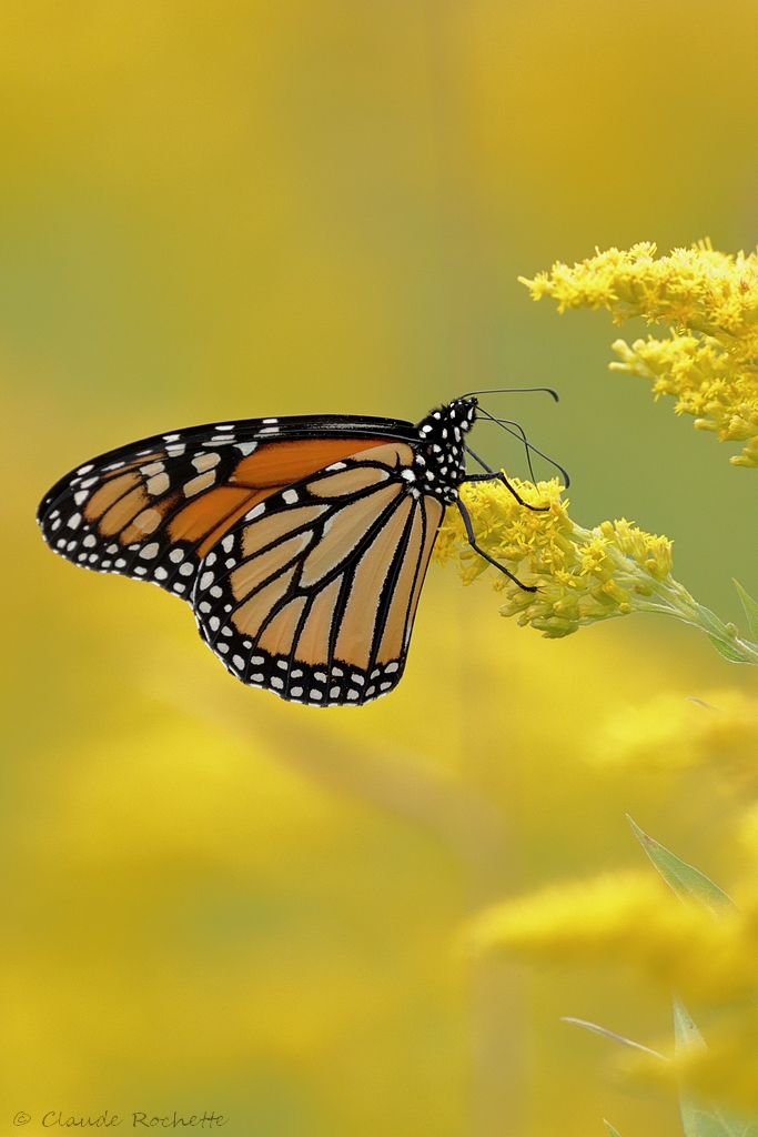Monarque / Monarch