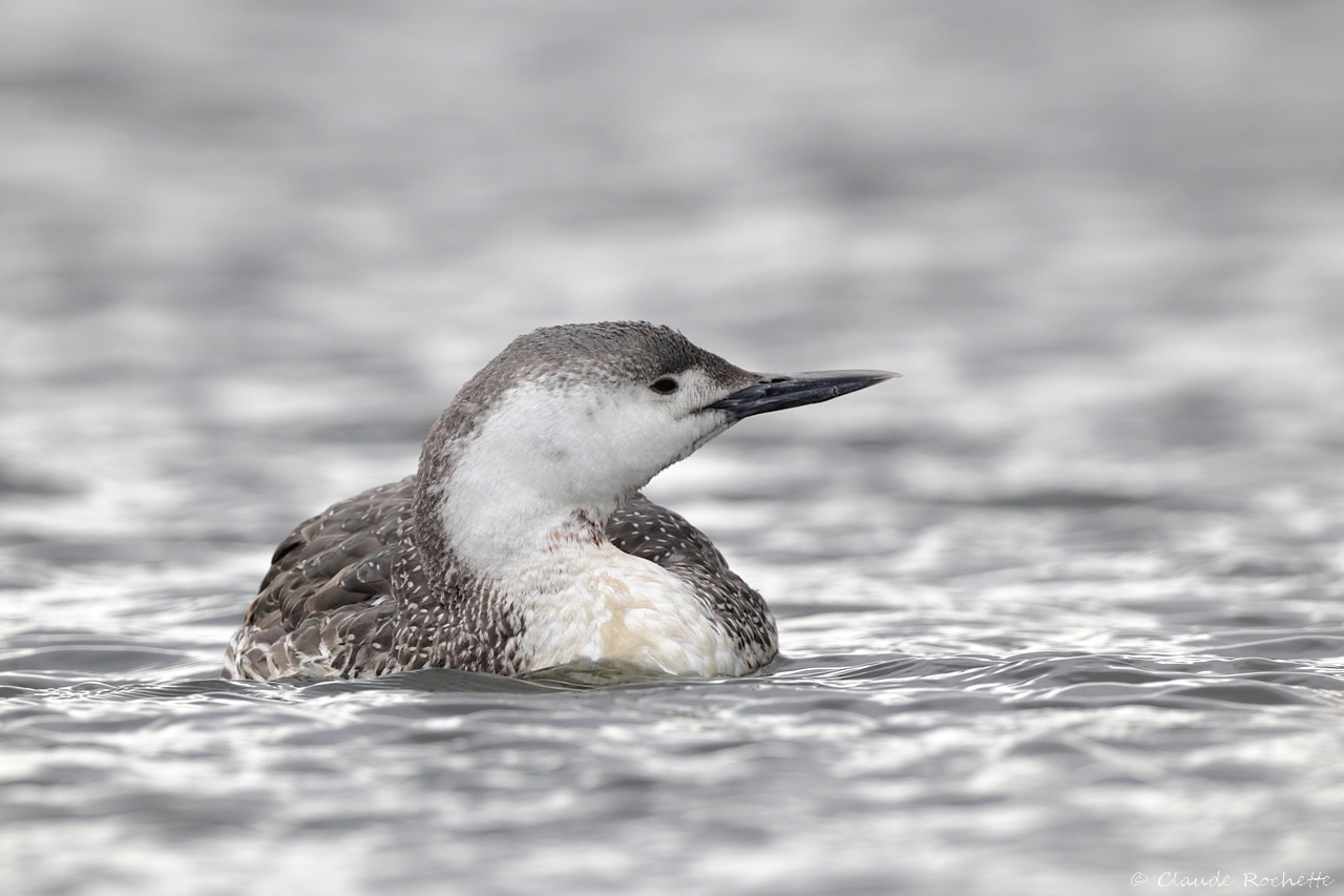 Plongeon catmarin / Red-throated Loon 