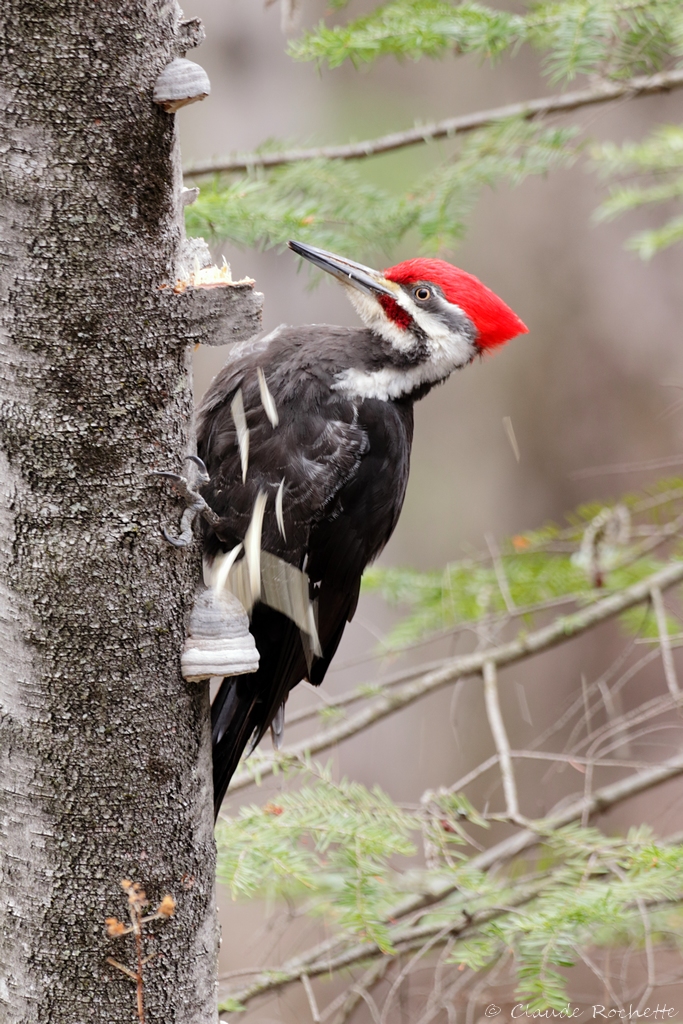 Grand pic / Pileated Woodpecker