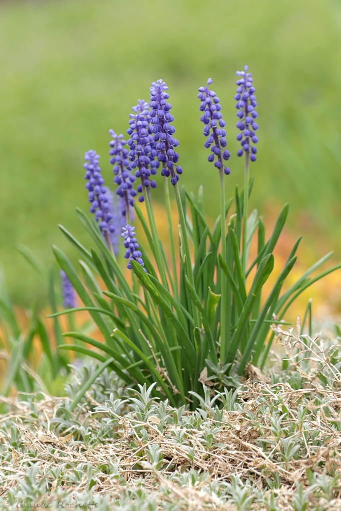 Muscari dArménie ( Jacinthe à souris ) / Muscari armeniacum