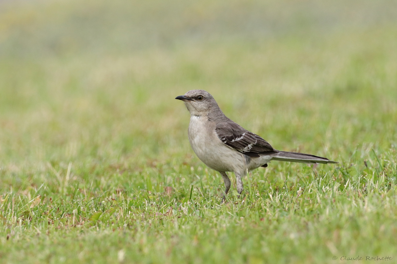 Moqueur polyglotte / Northern Mockingbird