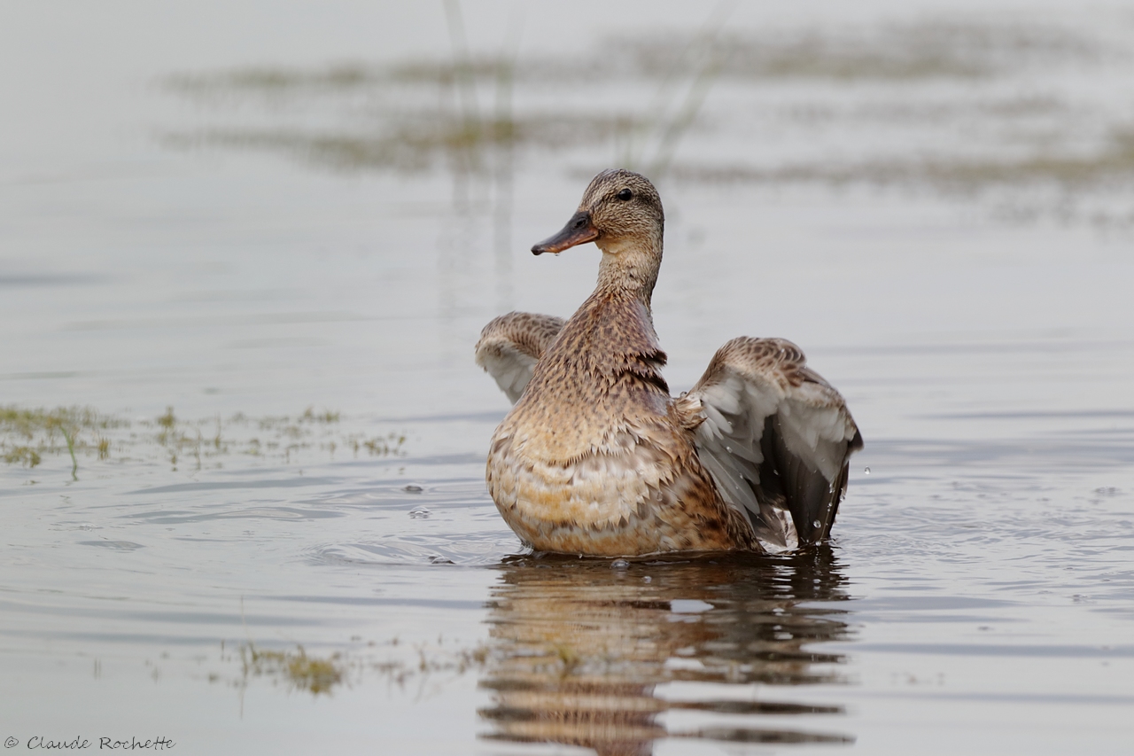 Canard chipeau / Gadwall