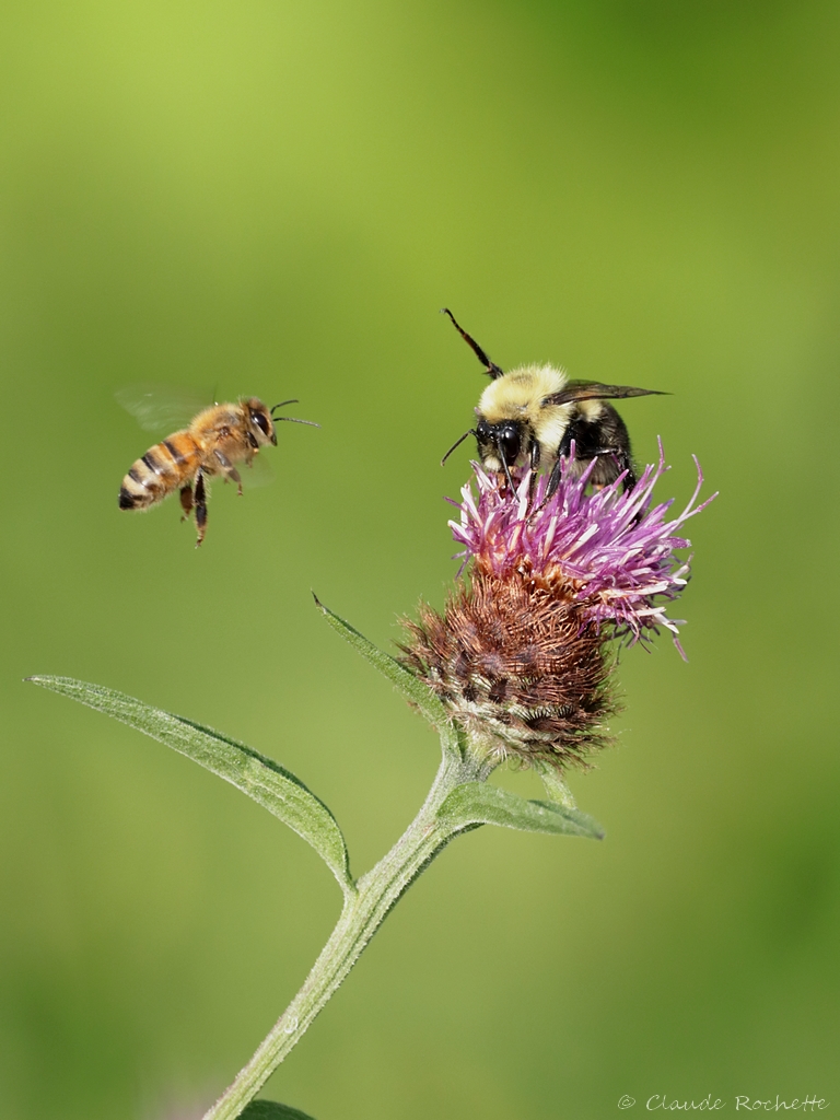 L'abeille et le bourdon 173838287.ZENqBY11.Bourdon_IMG_1875
