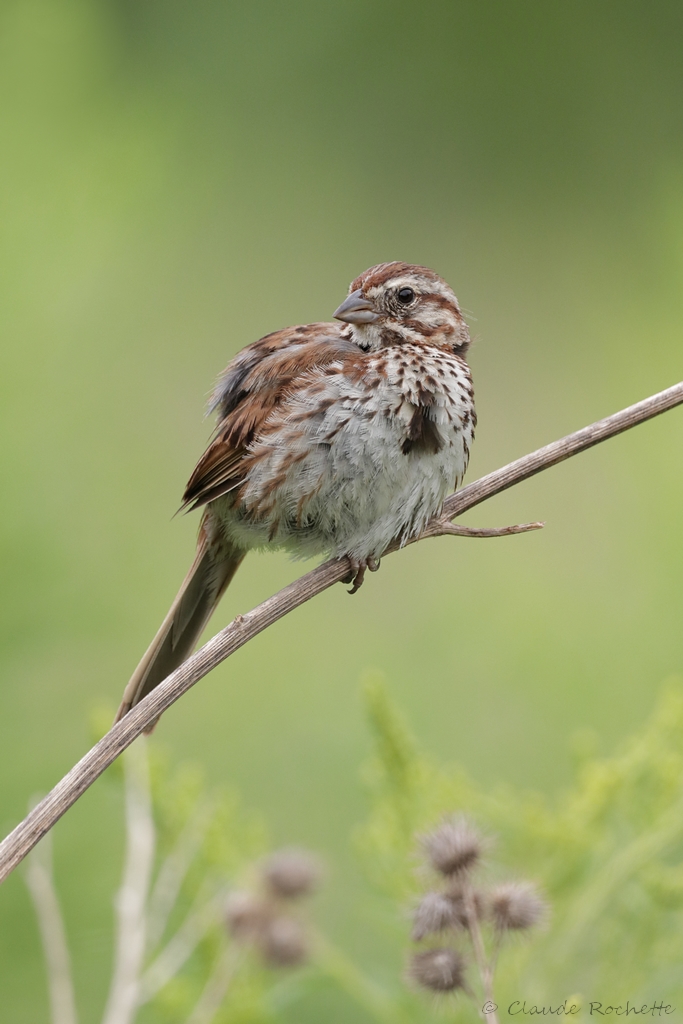 Bruant chanteur / Song Sparrow