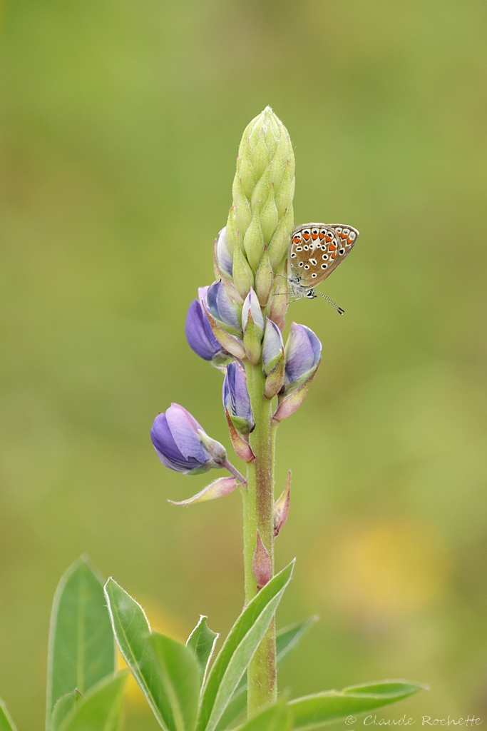 Lupin / Lupinus