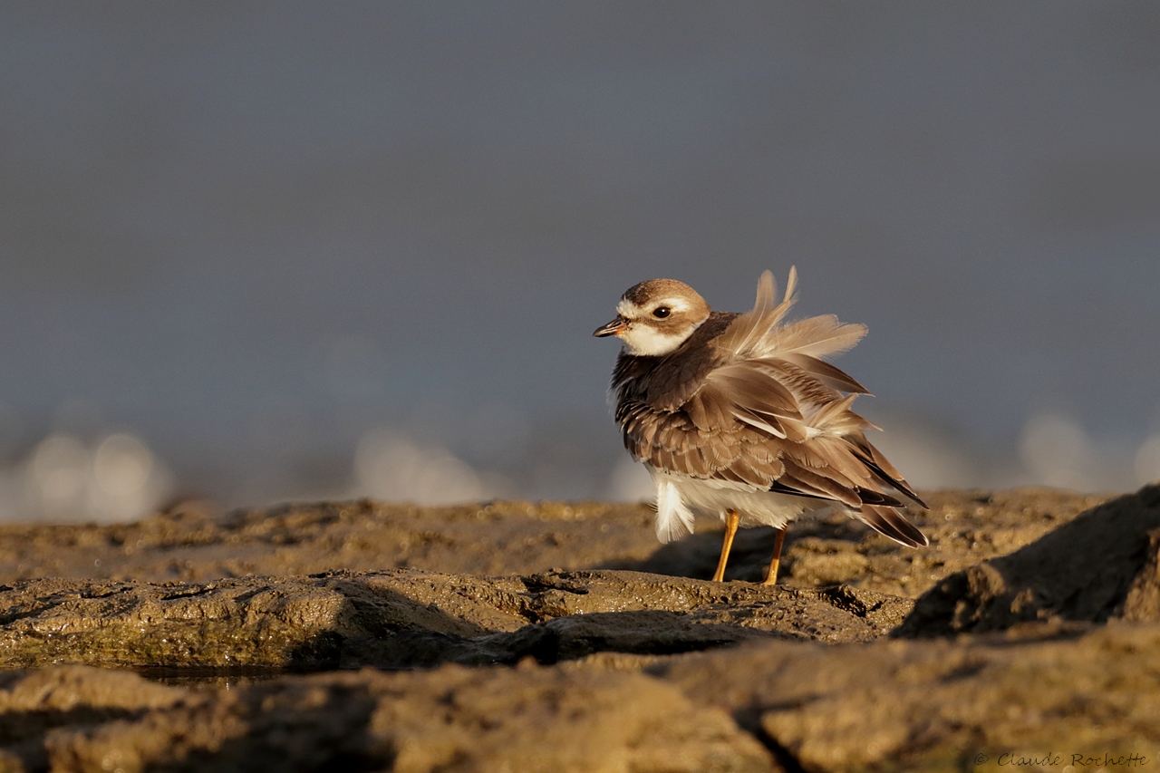 Pluvier semipalmé / Semipalmated Plover