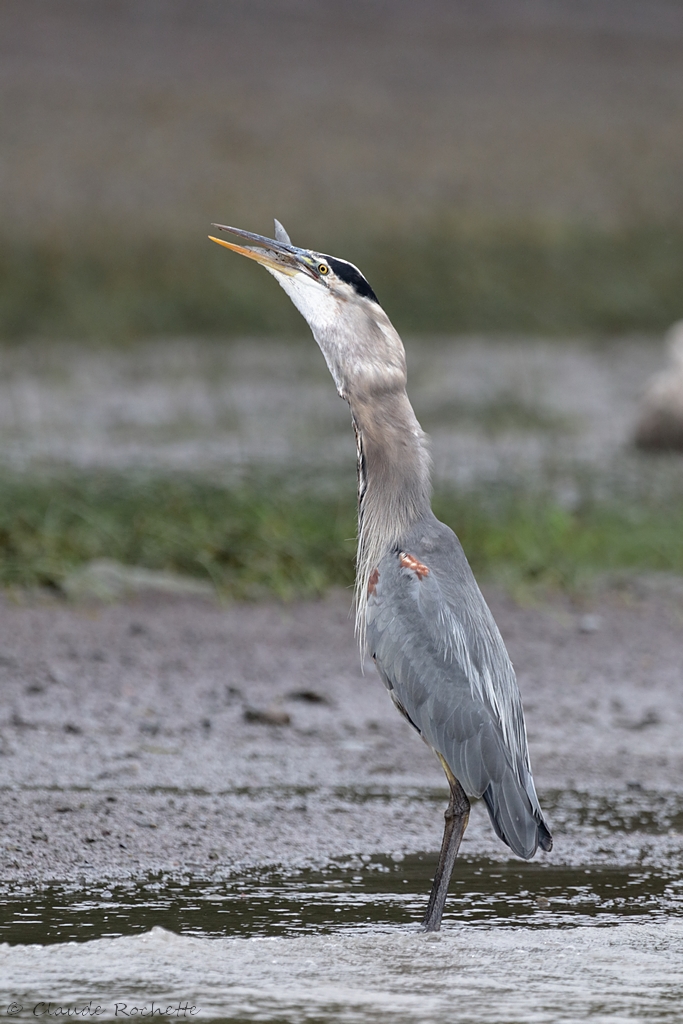 Grand héron / Great Blue Heron