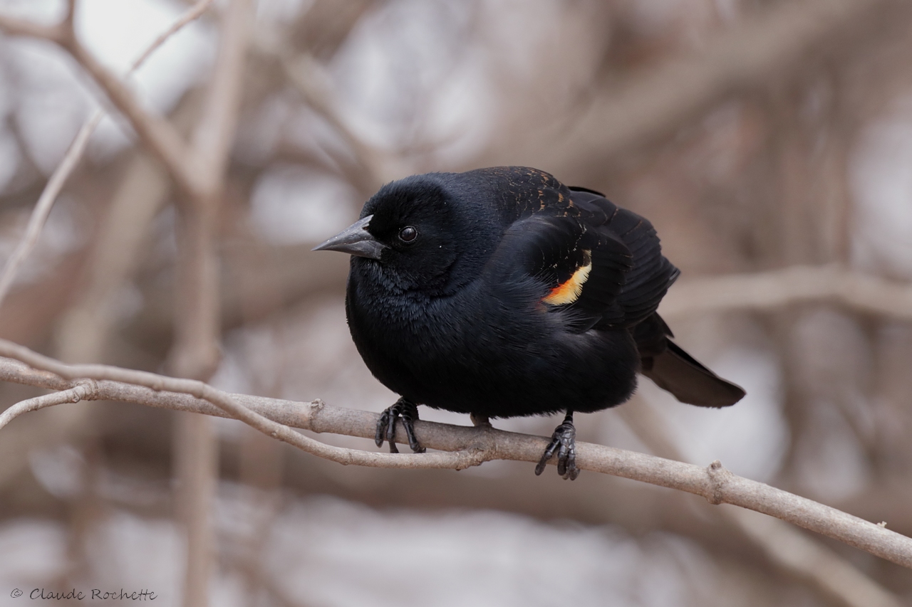 Carouge à épaulette / Red-winged Blacbird